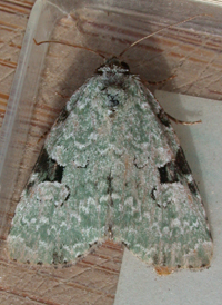 Green Leuconycta